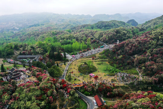 百里杜鹃风光