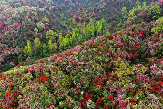 百里杜鹃风光