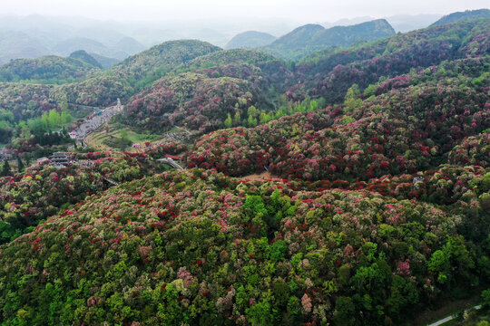 百里杜鹃风光