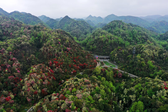 百里杜鹃风光