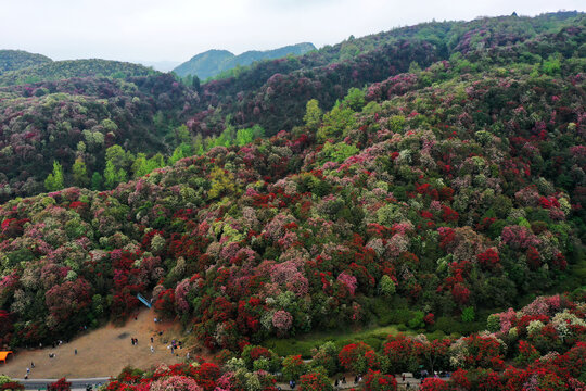 百里杜鹃风光