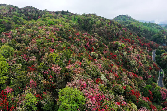 百里杜鹃风光