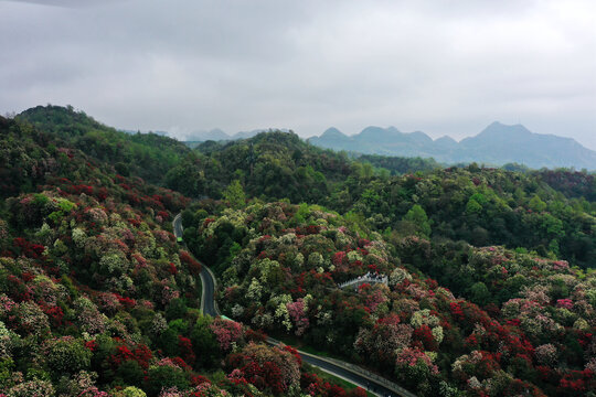 百里杜鹃风光