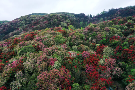 百里杜鹃风光