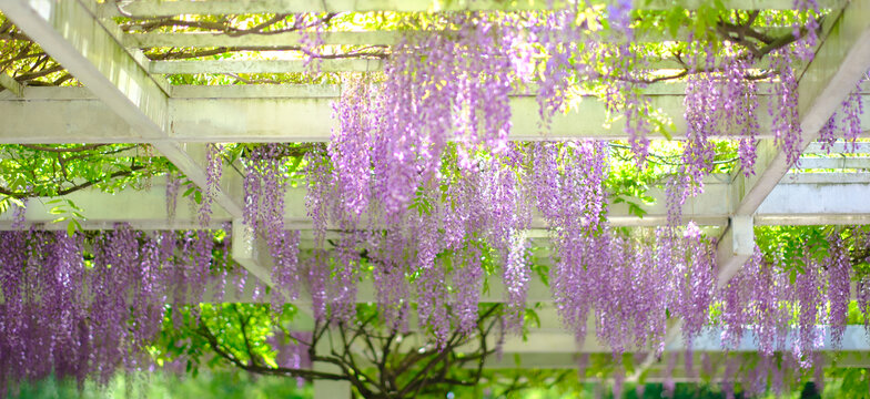 春天盛开的紫藤花