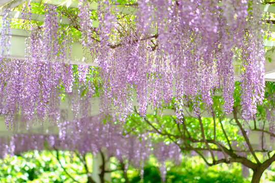 紫藤花