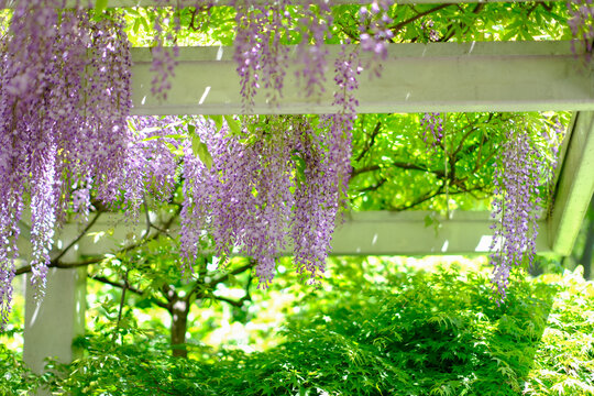 上海清涧公园春天盛开的紫藤花