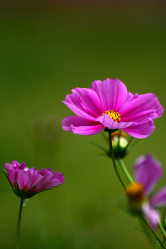 格桑花