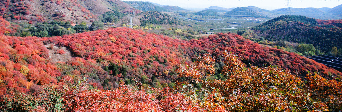 北京顺义舞彩浅山红叶