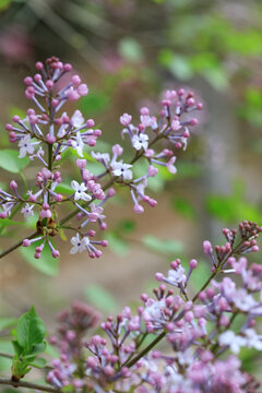 紫丁香花