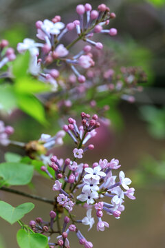 丁香花