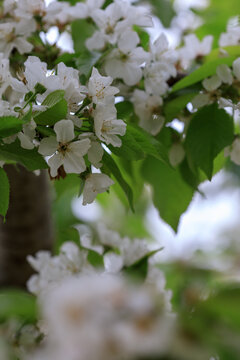 澳洲樱桃花