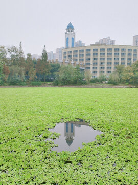 水中的水浮莲