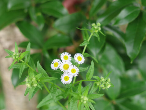 野山菊