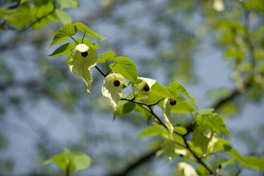 珙桐花