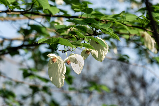 珙桐花