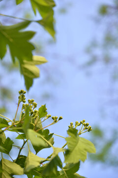 山楂花