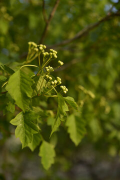 山楂花