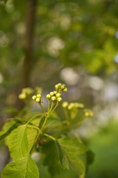 山楂花