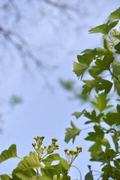 山楂花