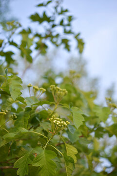 山楂花