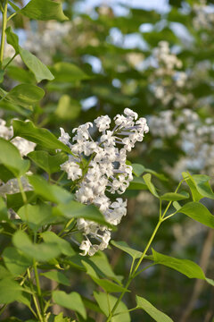 丁香花