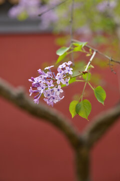 丁香花故宫