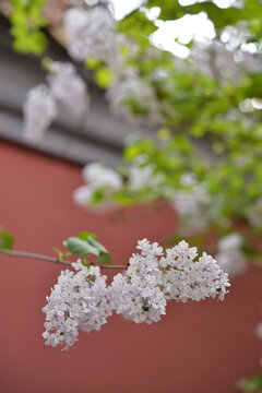 丁香花