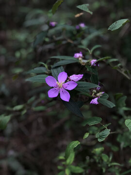紫花野牡丹