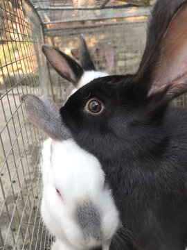 白兔中显眼的黑兔