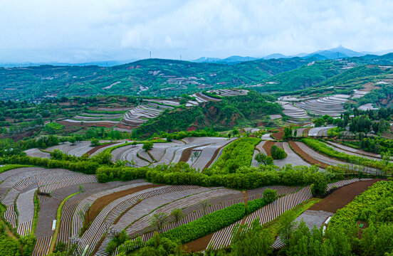 烟田