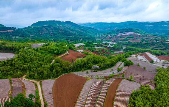 烟田