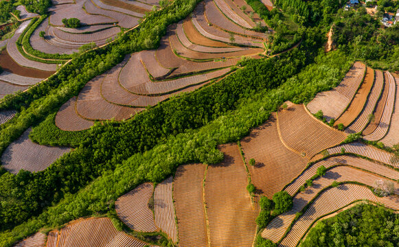 烟田