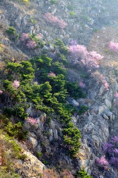 野桃花