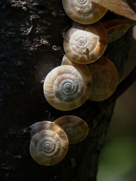 树干上的蜗牛