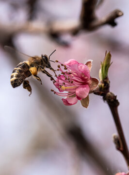 采蜜