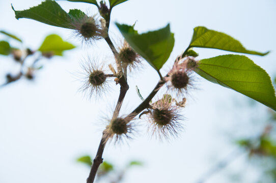 构树花