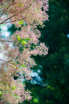 黄栌花