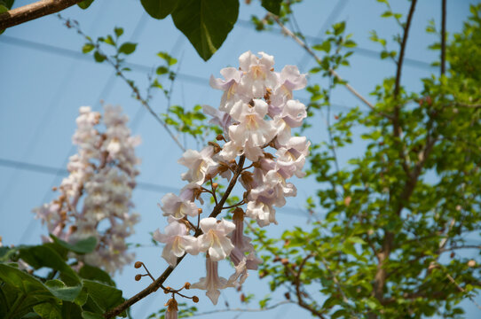 泡桐花