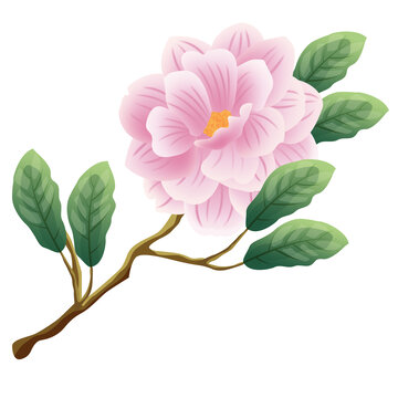 手繪山茶花