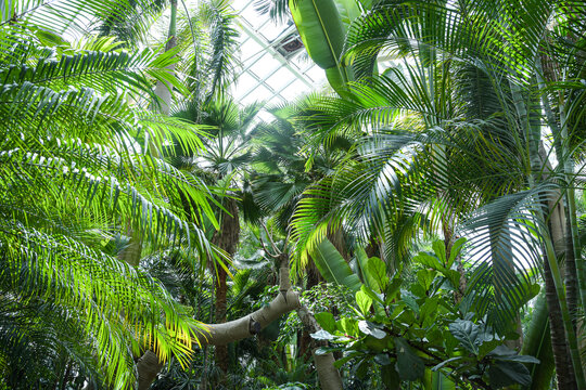 热带植物园