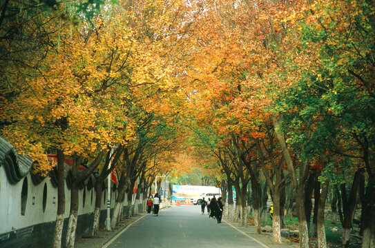 北京北宫森林公园秋景