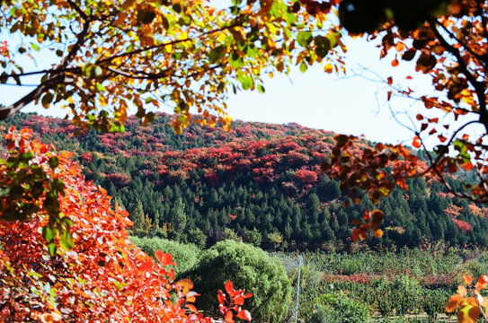 北京顺义舞彩浅山红叶