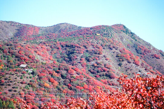 北京顺义舞彩浅山红叶