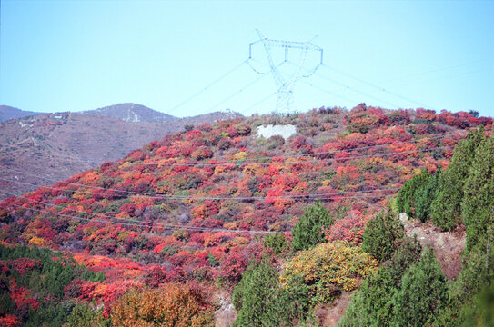 北京顺义舞彩浅山红叶