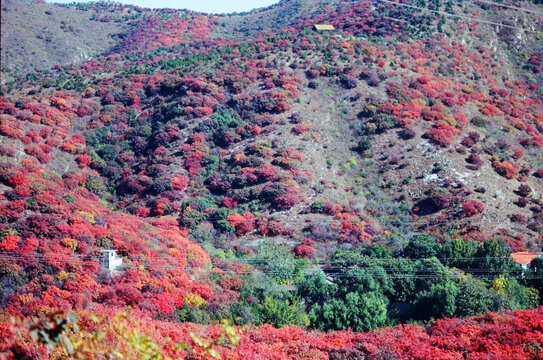 北京顺义舞彩浅山红叶