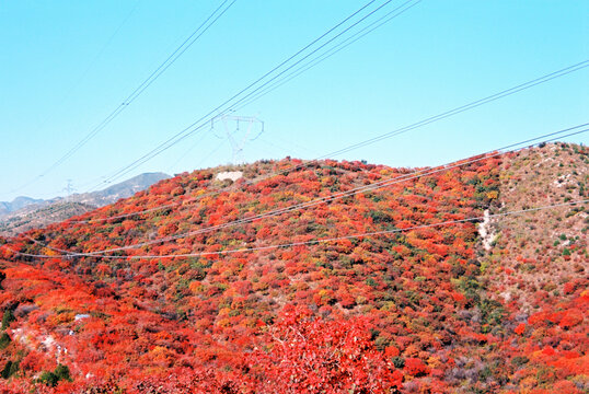 北京顺义舞彩浅山红叶