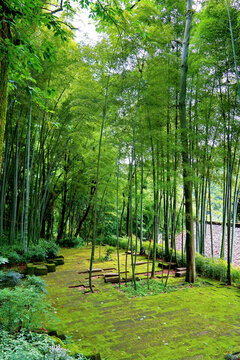 重庆黄山竹林