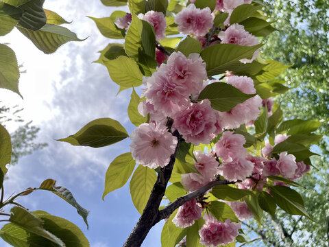 东京樱花