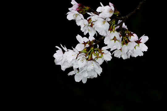 白色樱花春天